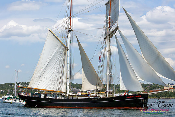 Wylde Swan 8