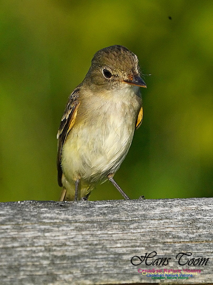 Alder Flycatcher 300