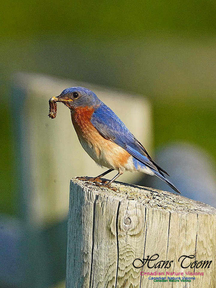 Eastern Bluebird 800