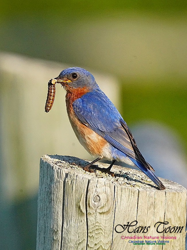 Eastern Bluebird 801