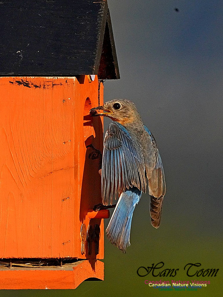 Eastern Bluebird 802