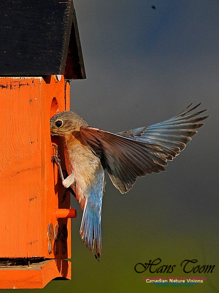 Eastern Bluebird 803