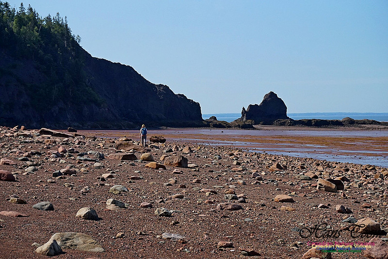 Five Islands Provincial Park 105