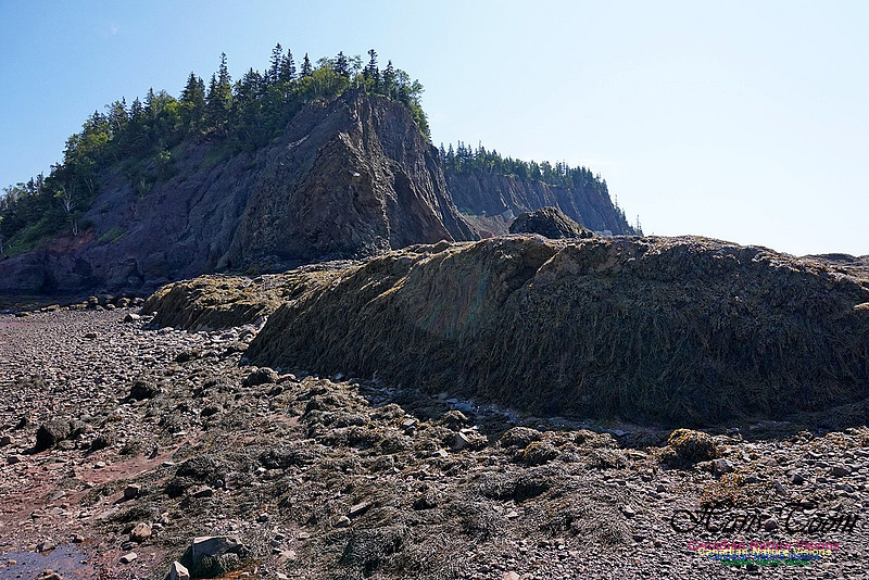 Five Islands Provincial Park 113