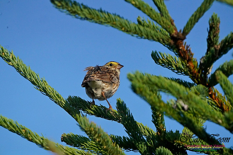 White-throated Sparrow 400