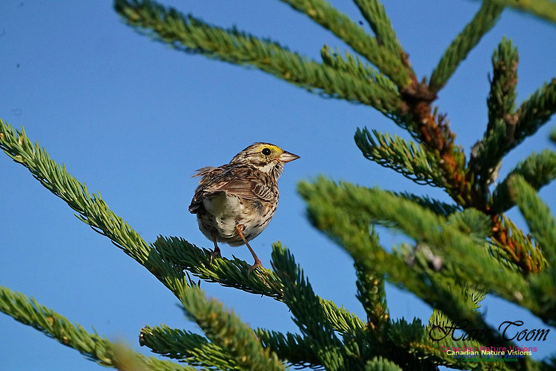 White-throated Sparrow 401