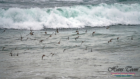 Shorebirds of Hurricane Erin 127