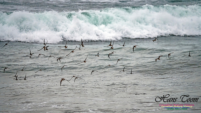 Shorebirds of Hurricane Erin 127