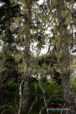 Usnea4