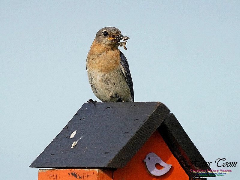 Eastern Bluebird 900