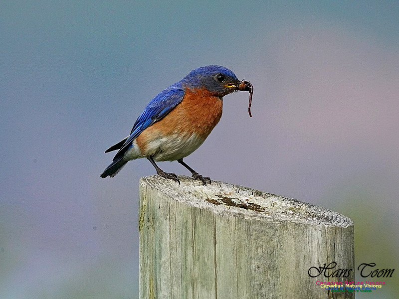 Eastern Bluebird 901