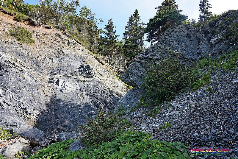Fundy Ridge Trail 104