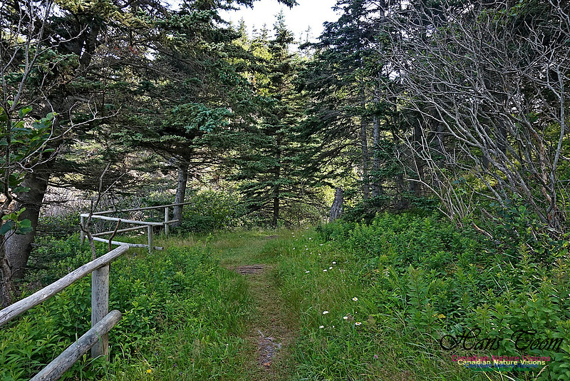 Fundy Ridge Trail 105