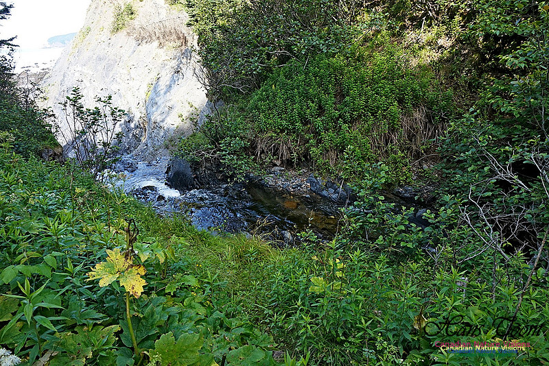 Fundy Ridge Trail 108