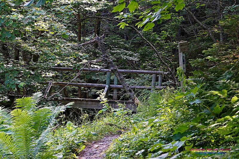 Fundy Ridge Trail 109