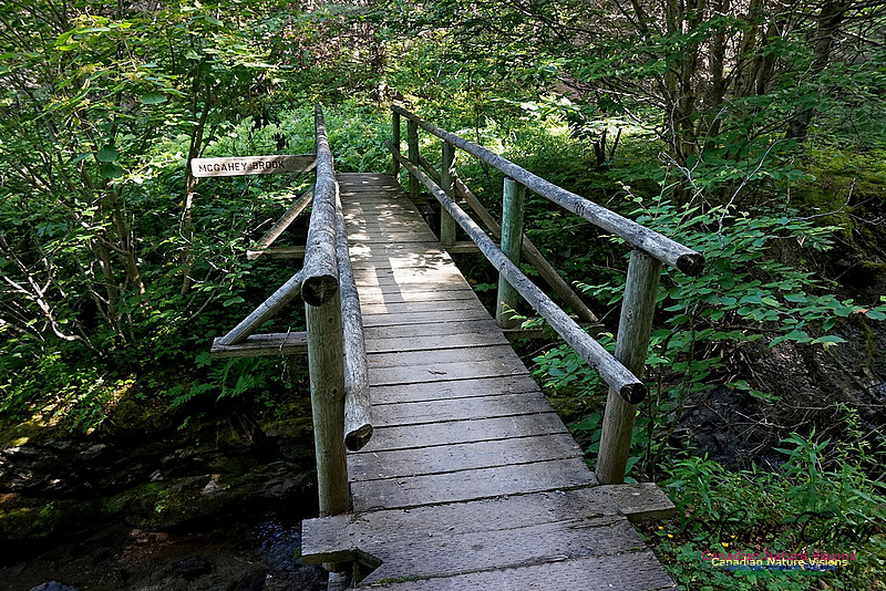Fundy Ridge Trail 110