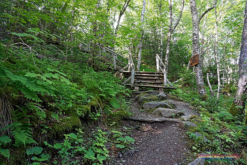 Fundy Ridge Trail 111