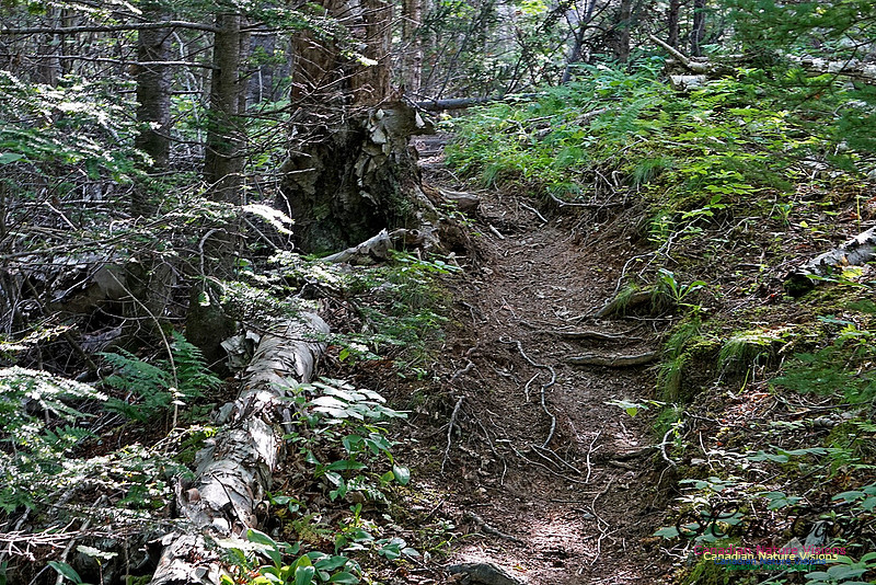 Fundy Ridge Trail 114