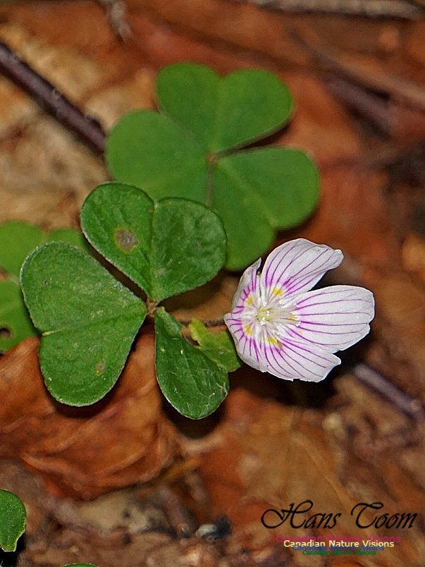 Forget Me Not 101