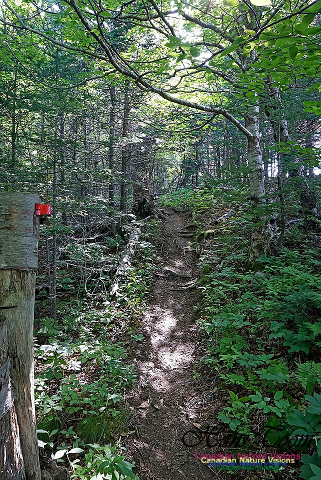 Fundy Ridge Trail 115
