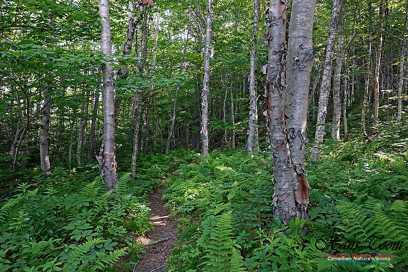Fundy Ridge Trail 117