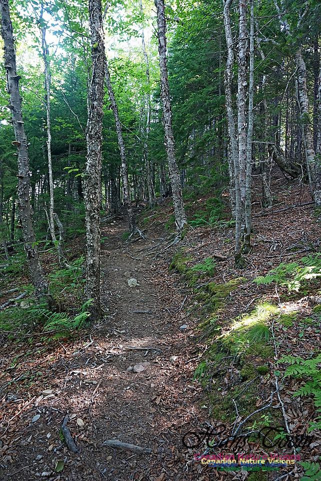 Fundy Ridge Trail 118