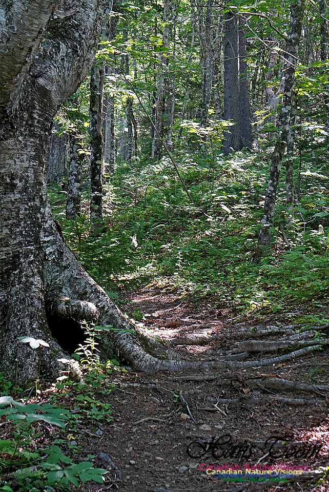 Fundy Ridge Trail 119