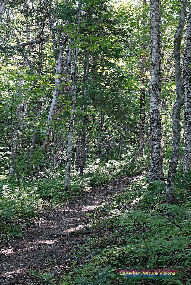 Fundy Ridge Trail 120