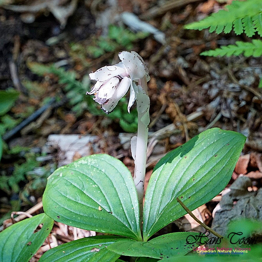 Indian Pipe 100