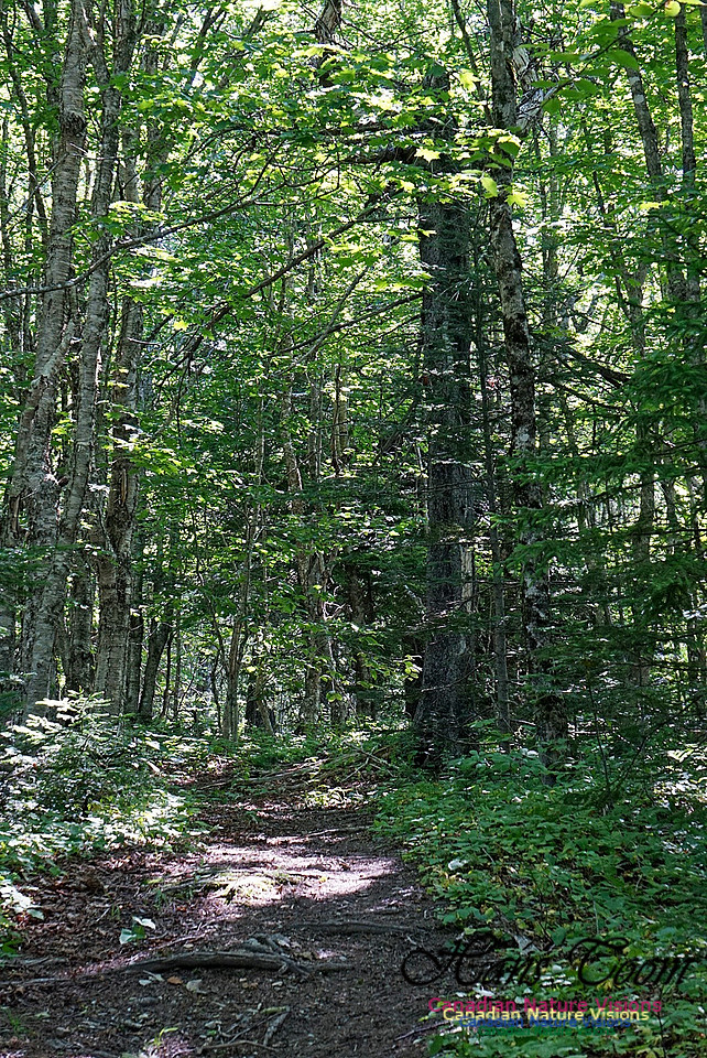 Fundy Ridge Trail 123