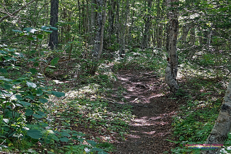 Fundy Ridge Trail 122