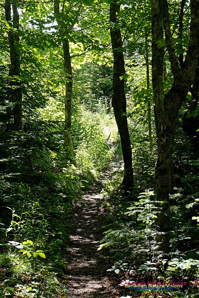 Fundy Ridge Trail 124