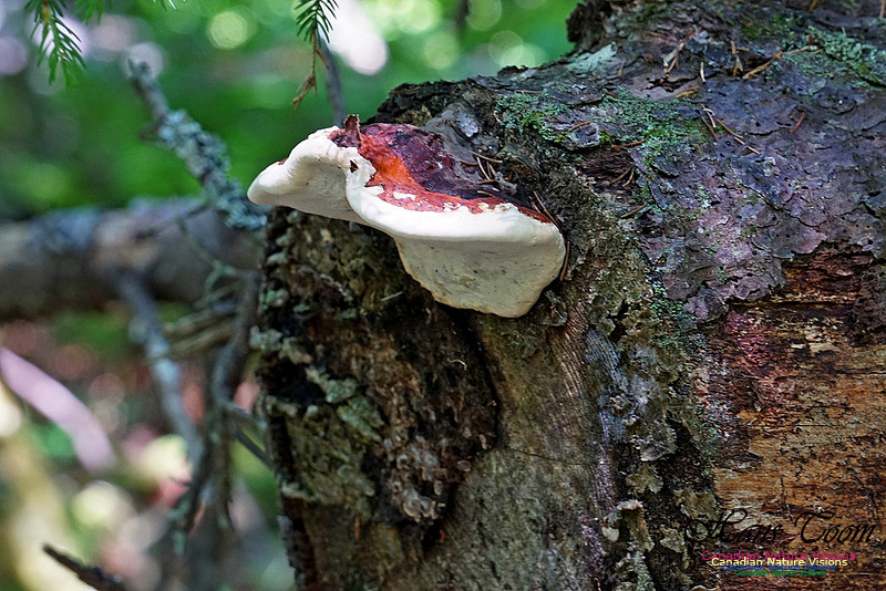 Fungus 101