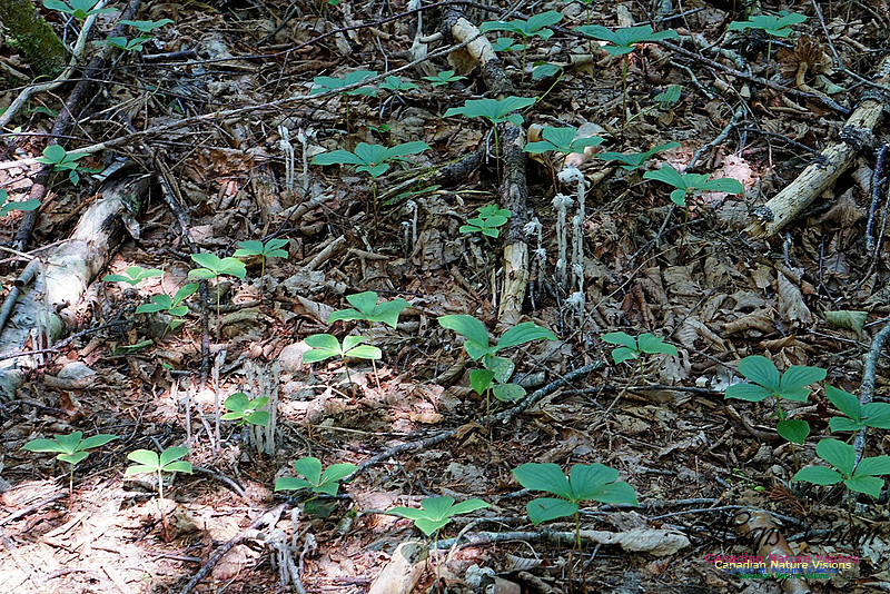 Indian Pipe 102