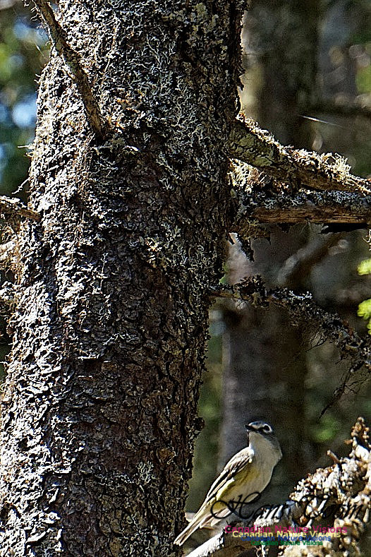 Blue-headed Vireo 100