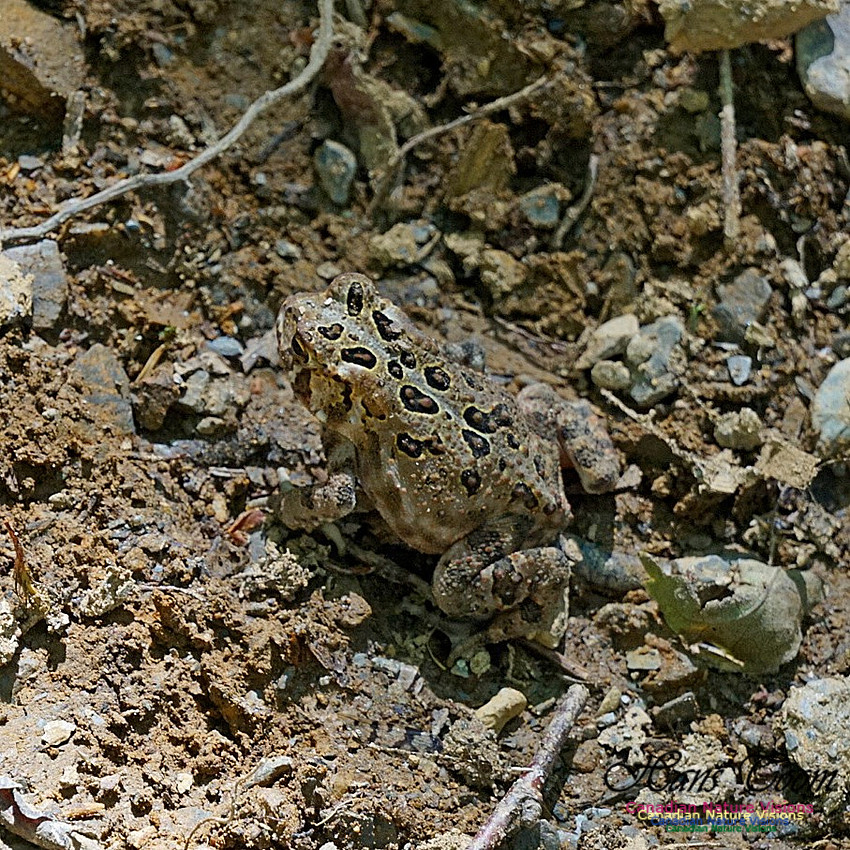 Eastern Toad 100