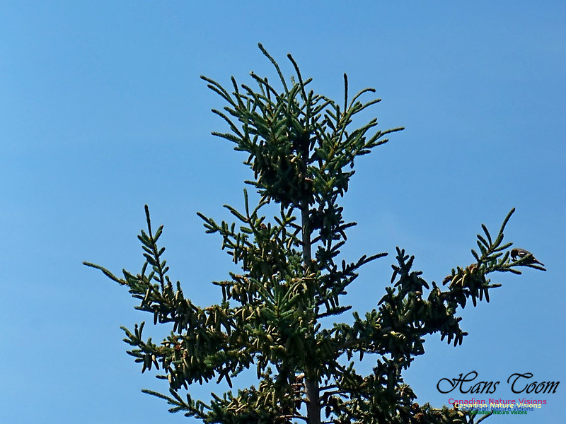 White-winged Crossbill 200