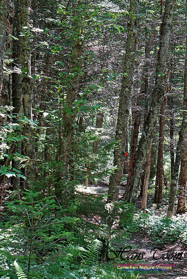 Fundy Ridge Trail 125