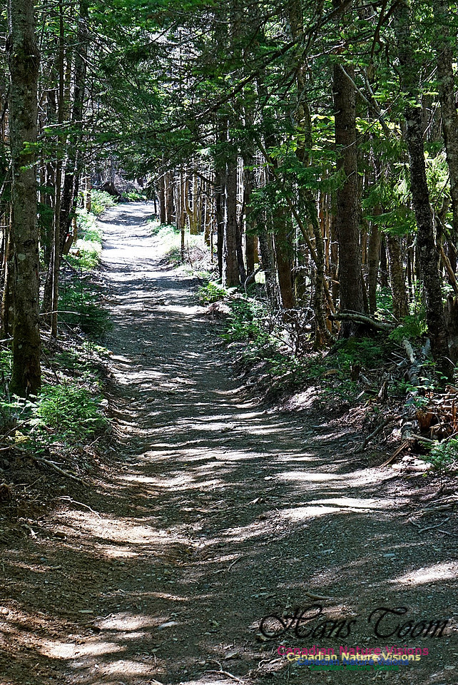 Fundy Ridge Trail 126