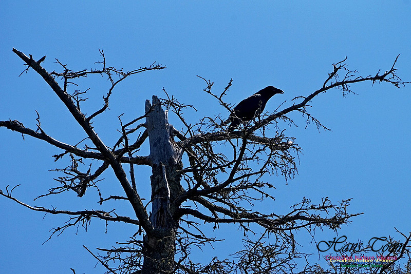 Raven 300