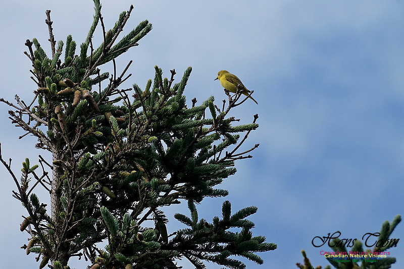 Yellow Warbler 300
