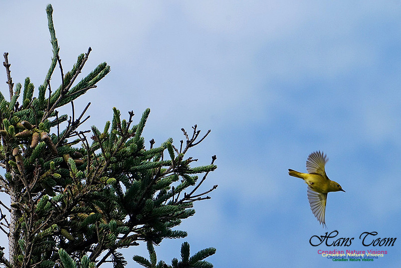 Yellow Warbler 301