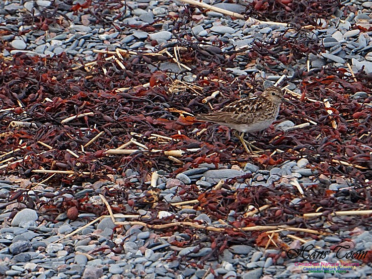 Least Sandpiper 100