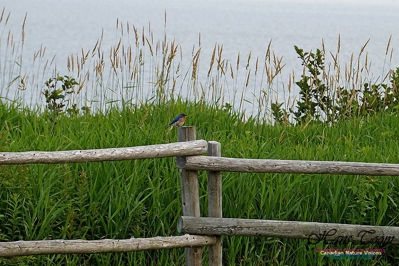 Eastern Bluebird 902
