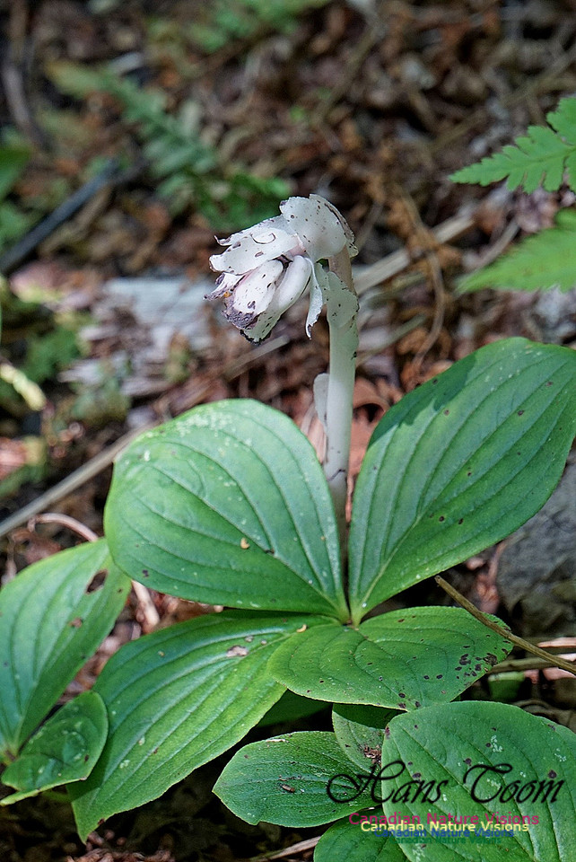 Indian Pipe 101