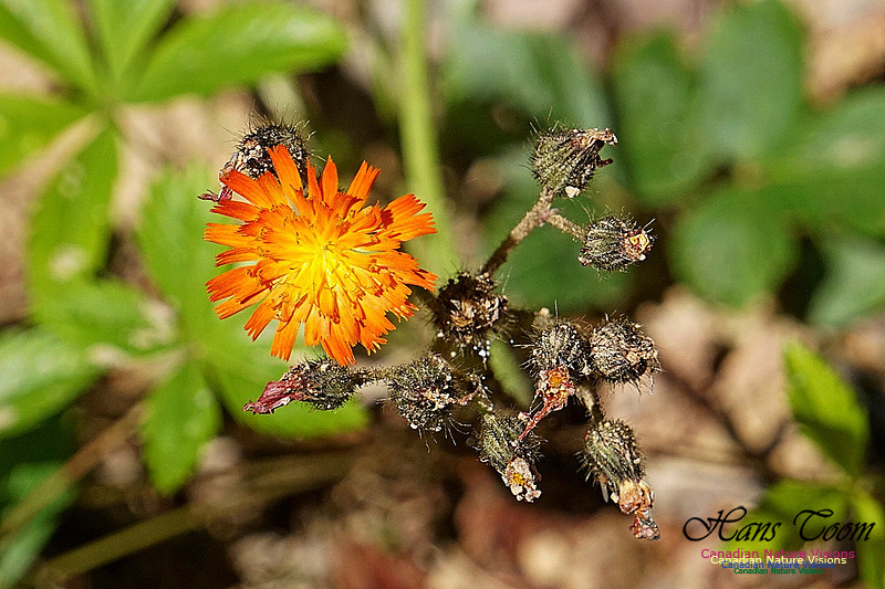 Red Hawkweed 200