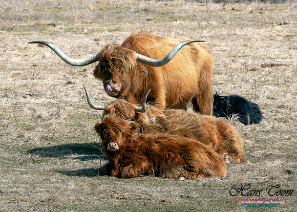 Highland Cow 2