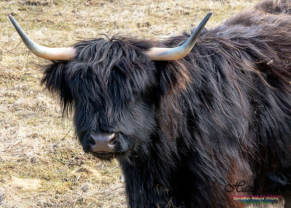Highland Cow 1