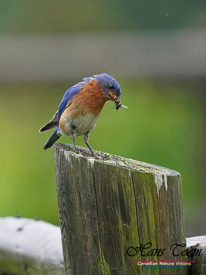 Eastern Bluebird 150
