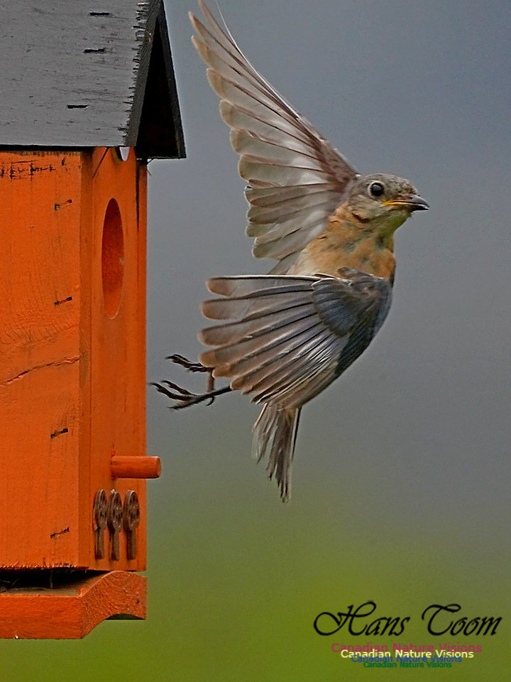 Eastern Bluebird 152